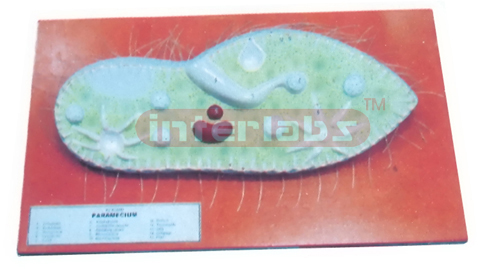 PARAMECIUM MODEL